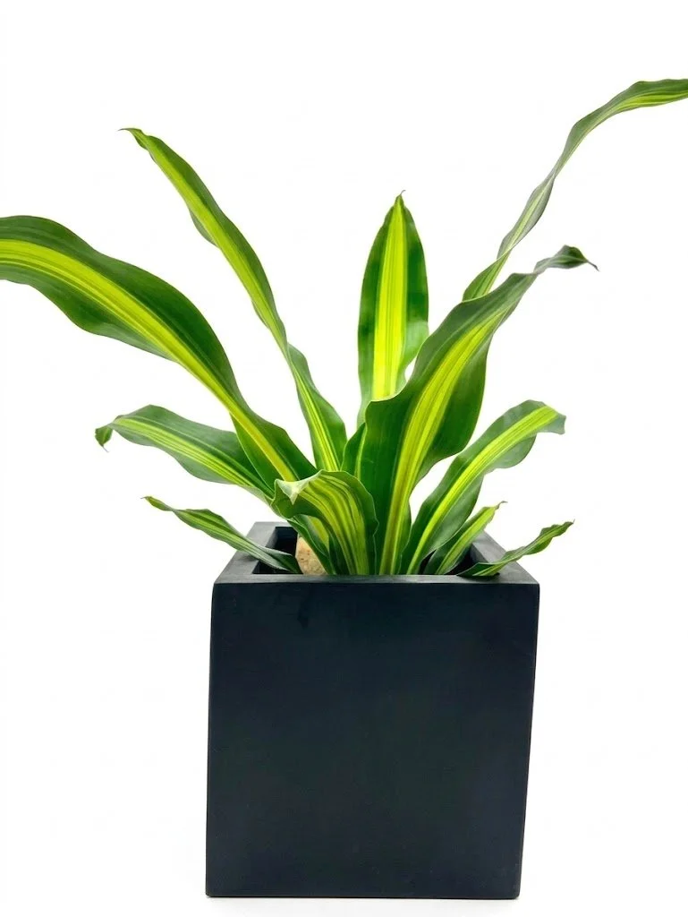 Dracaena Burley