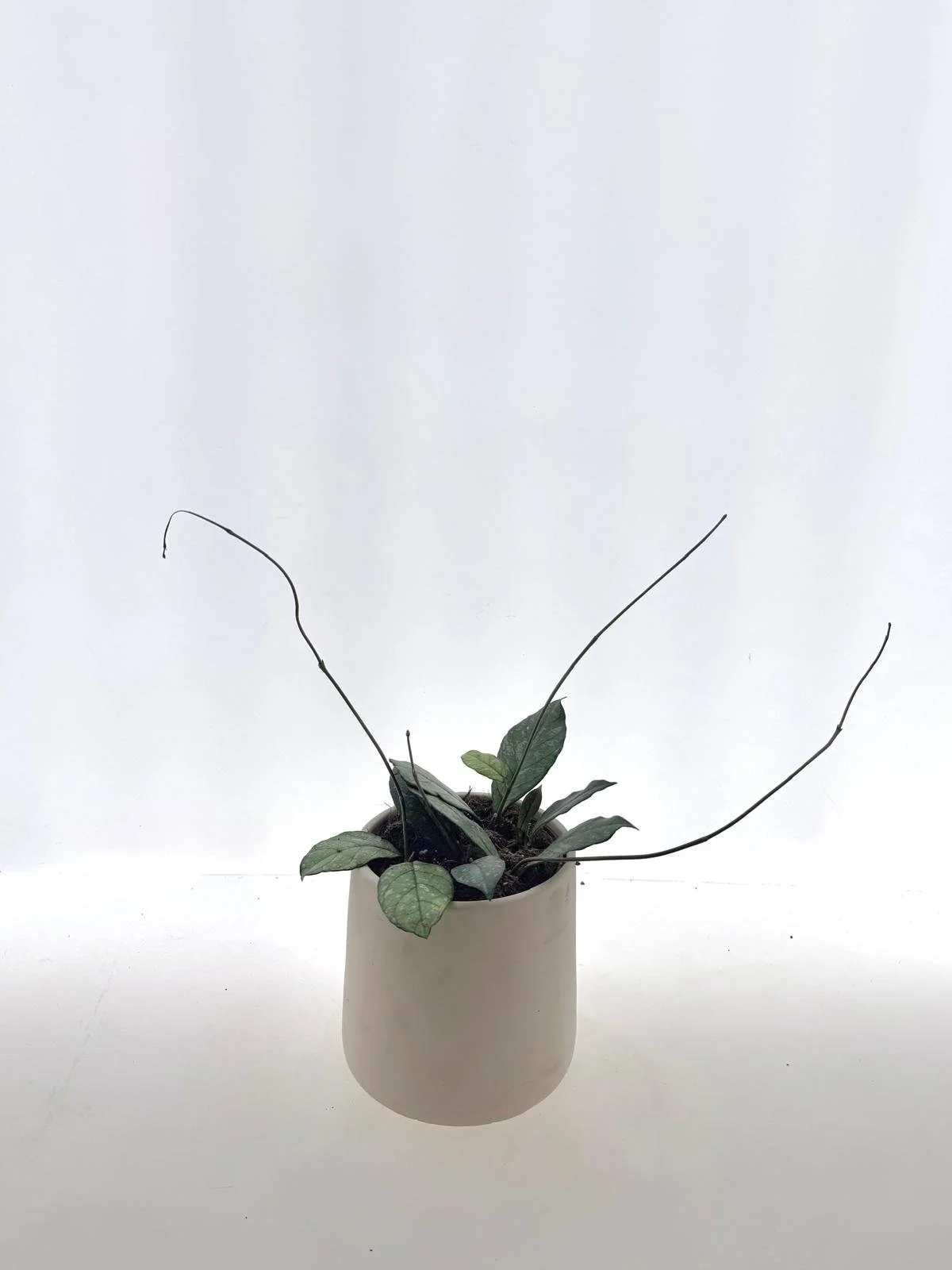 Hoya crassipetiolata