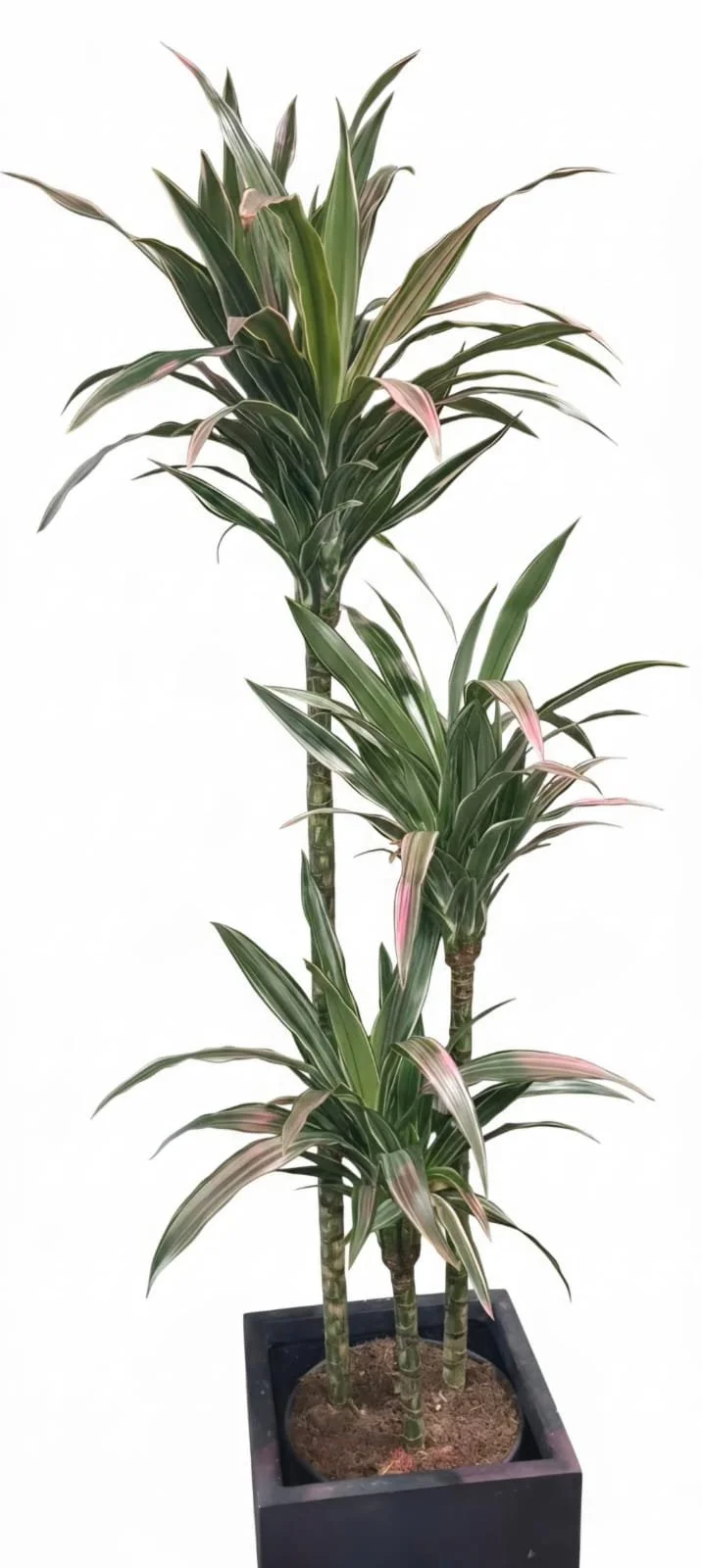 WhatsApp Image 2026-03-17 at 15.53.03 (5).jpeg