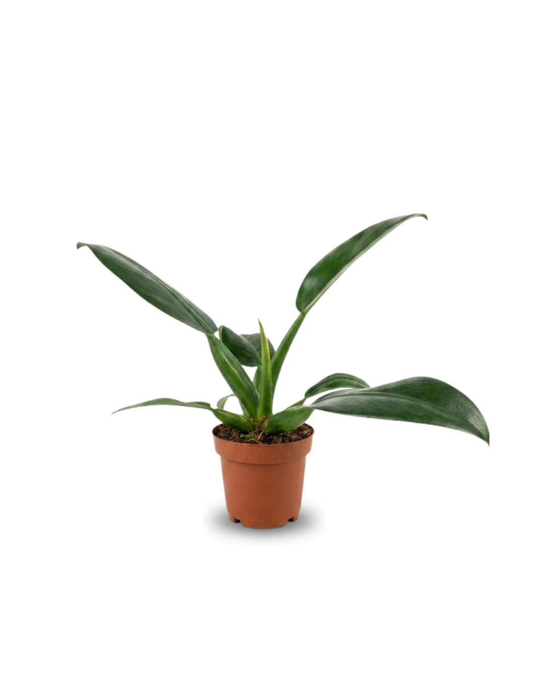 Philodendron Martianum (Pacova)