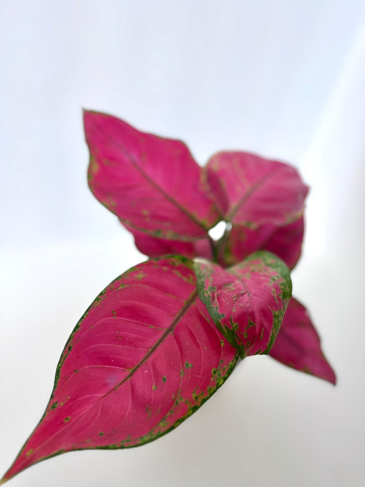 WhatsApp Image 2026-03-13 at 11.01.12 (1).jpeg