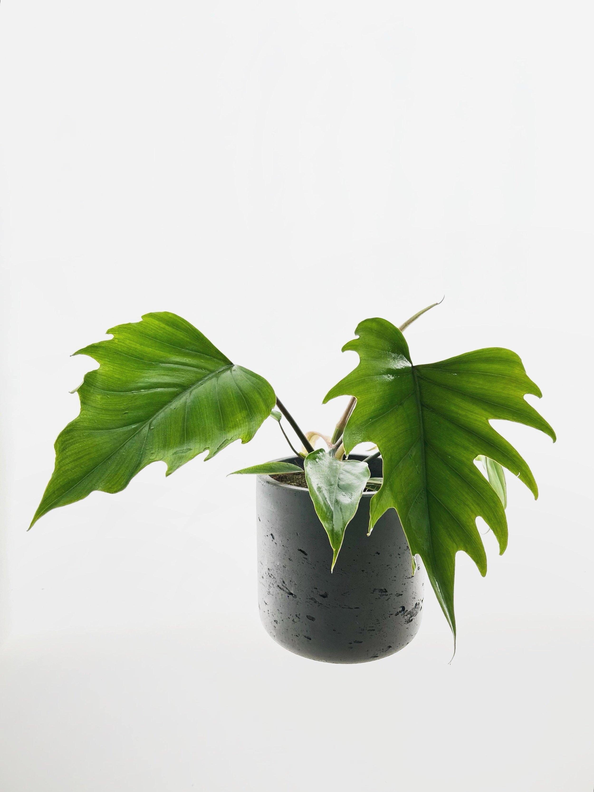 Philodendron Mayoi