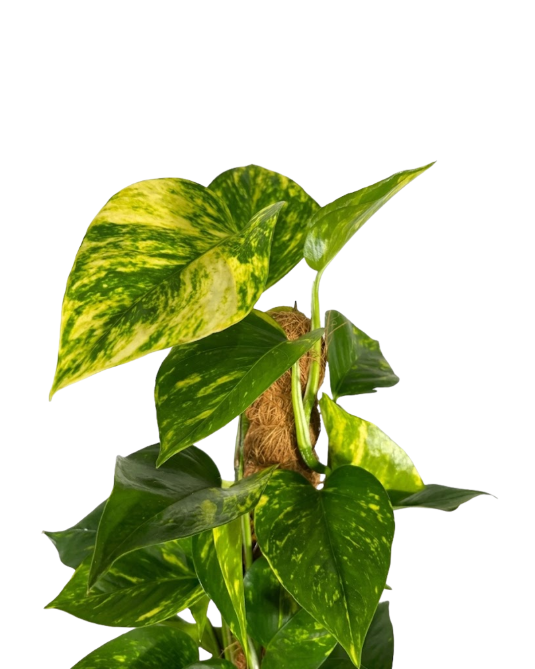 2.png
