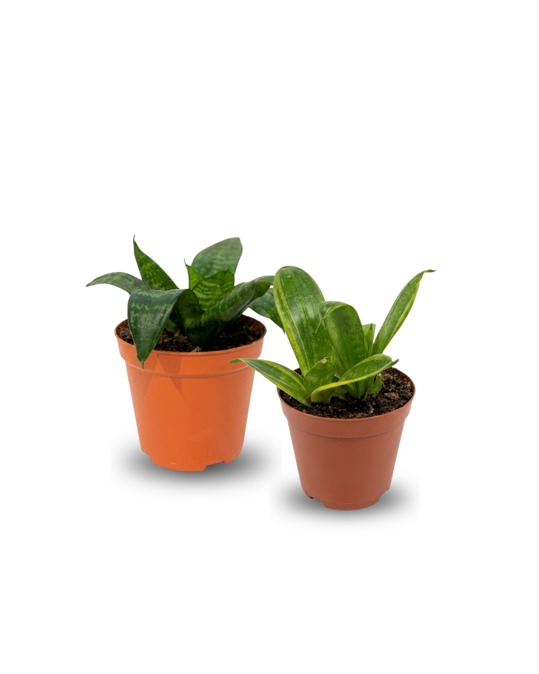 Sansevieria Mix