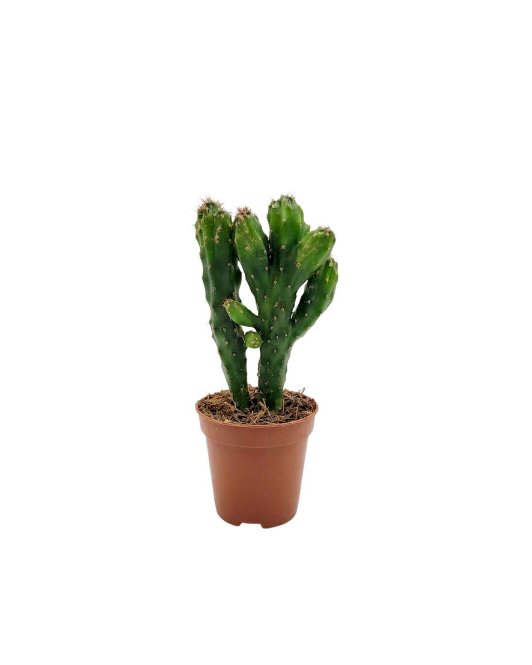 4.png