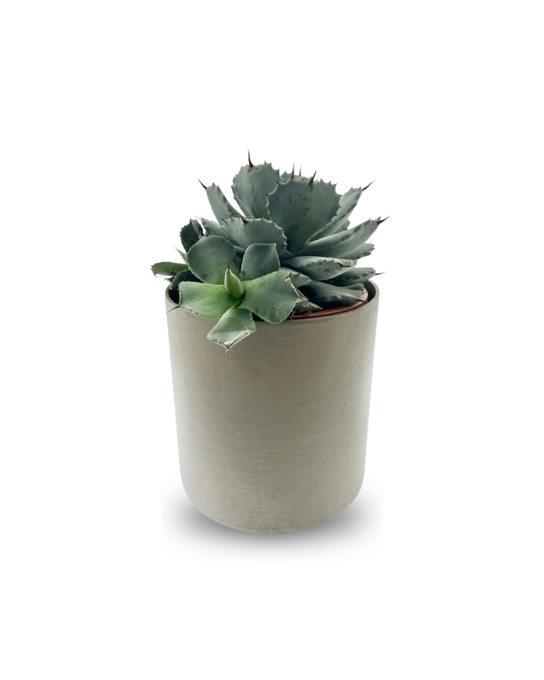 Agave Dragon Toes