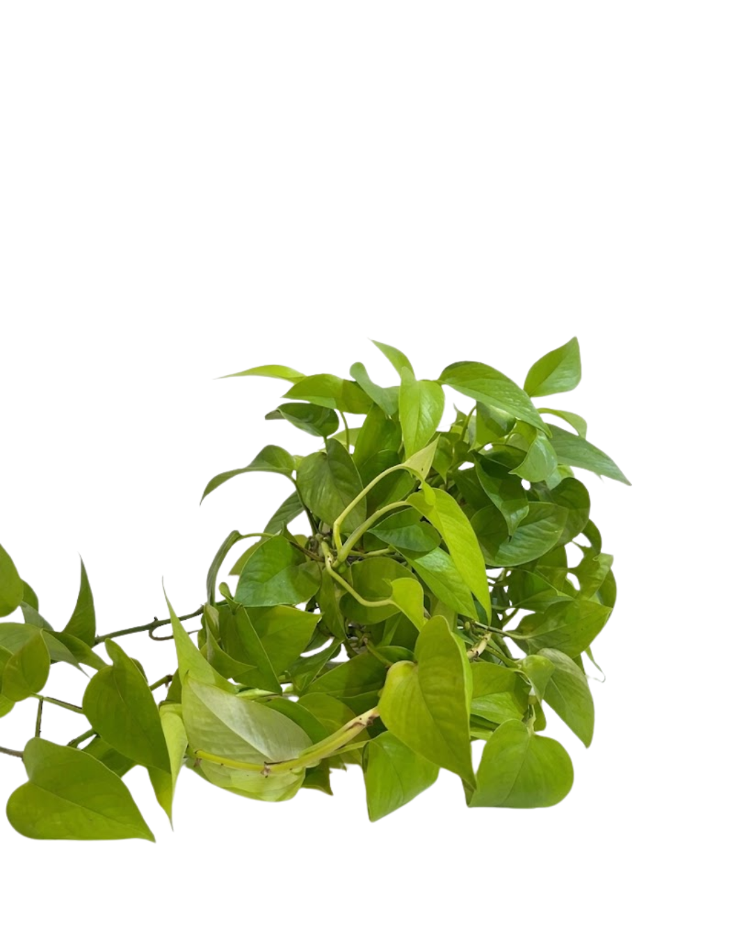 Epipremnum aureum ‘Neon’
