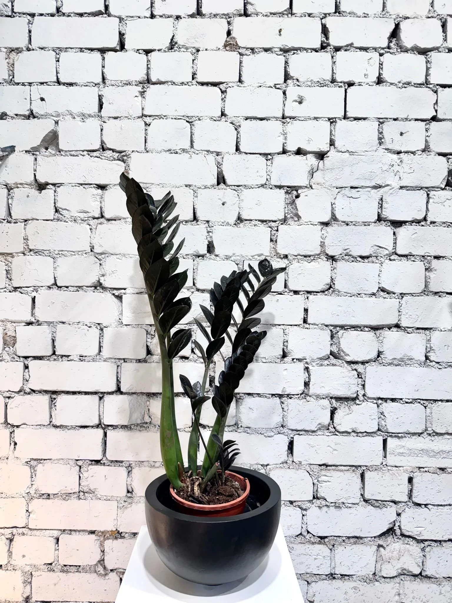 Zamioculcas zamiifolia