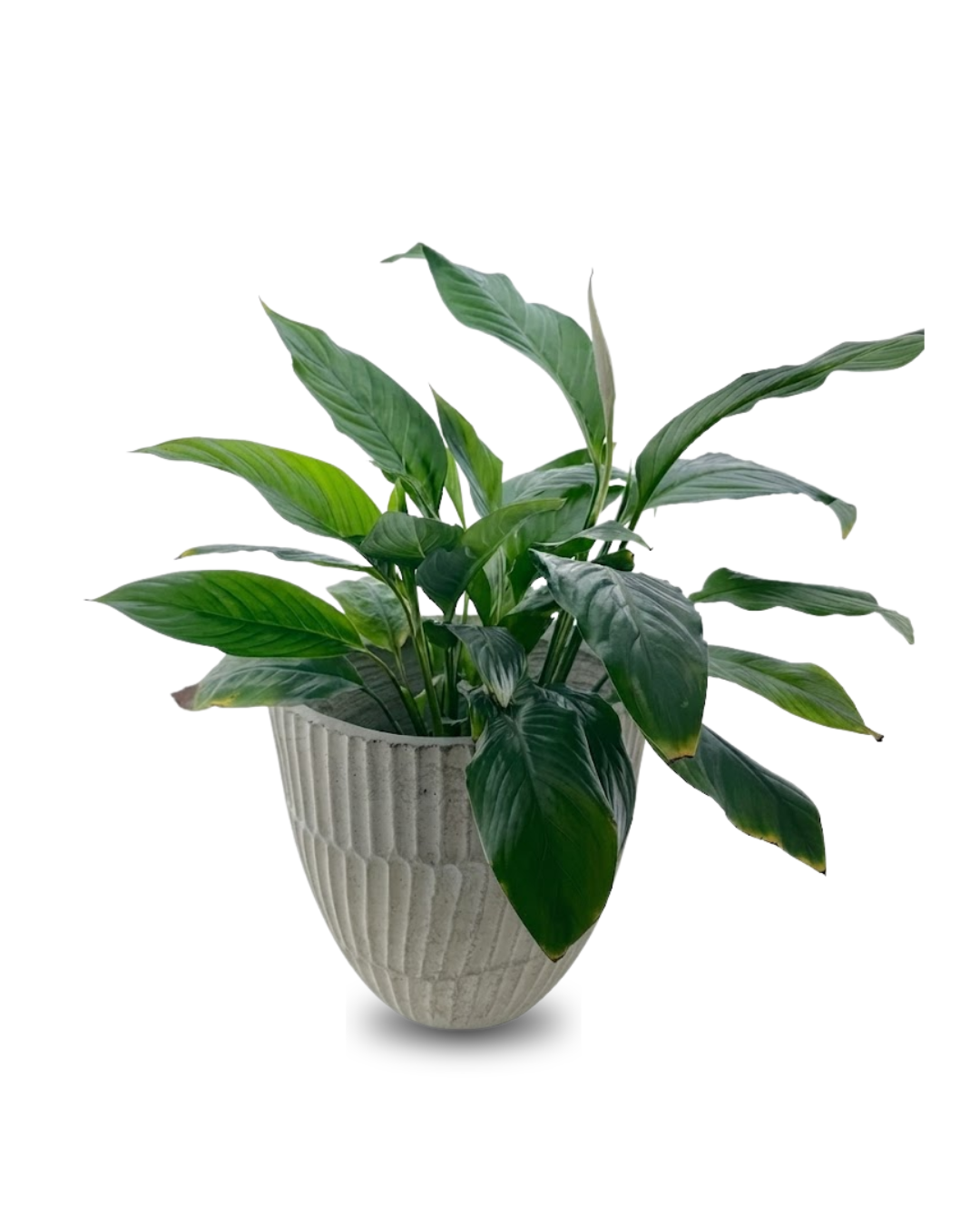 Spathiphyllum bellini