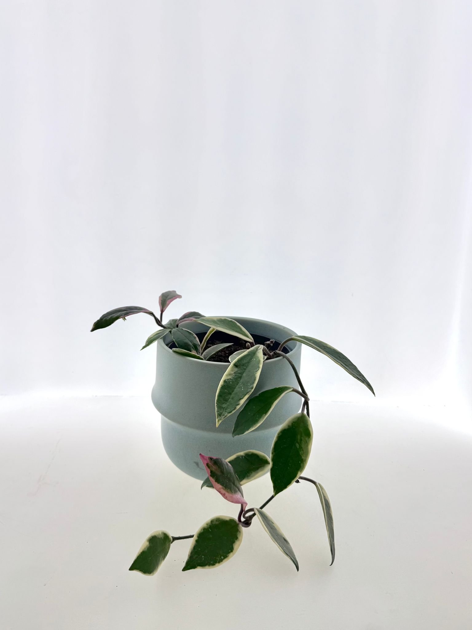 Hoya carnosa ‘Tricolor’