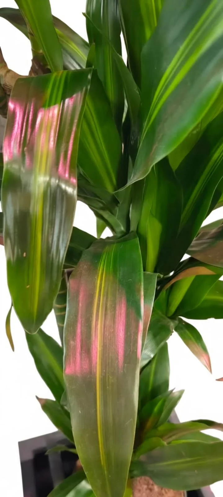 WhatsApp Image 2026-03-17 at 15.53.04 (2).jpeg