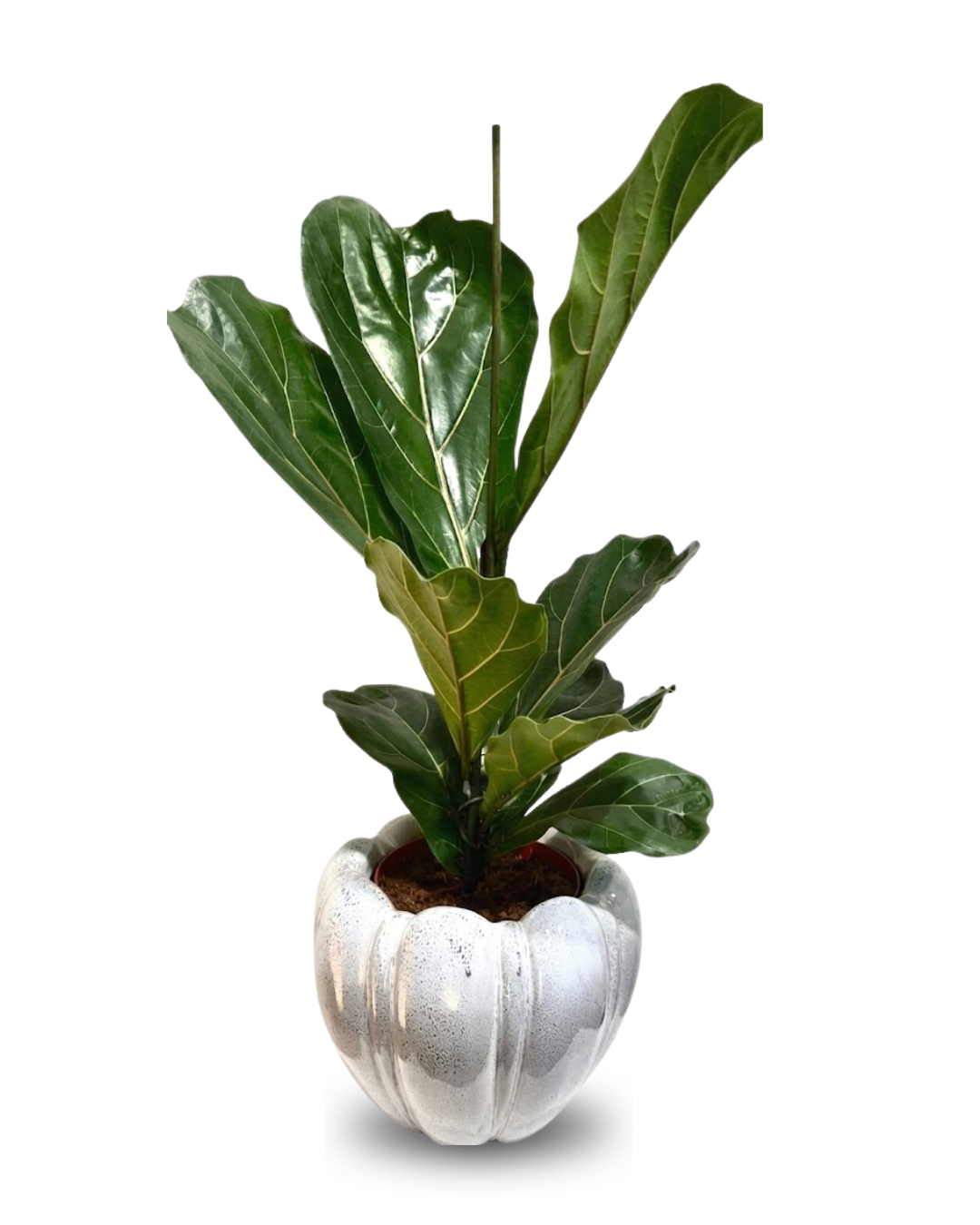Ficus lyrata