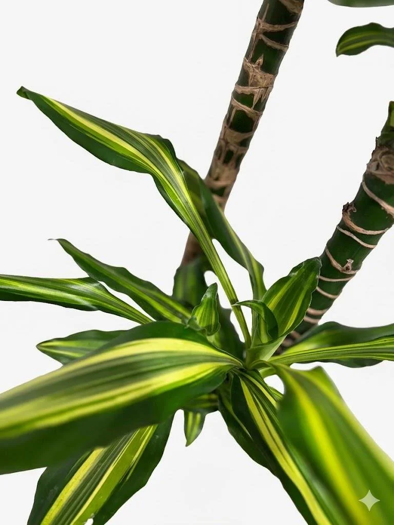 WhatsApp Image 2026-03-23 at 15.41.22.jpeg