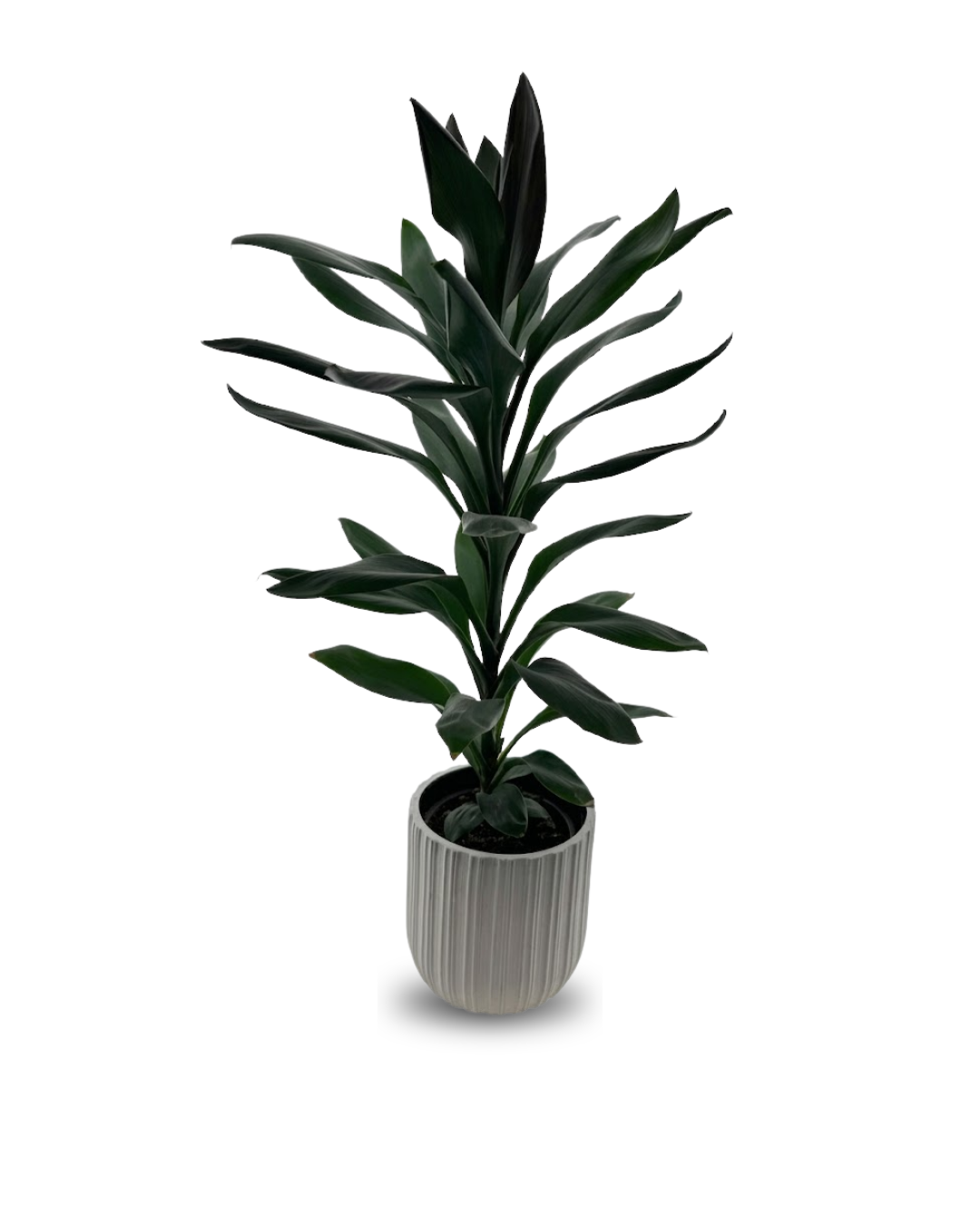 Cordyline glauca