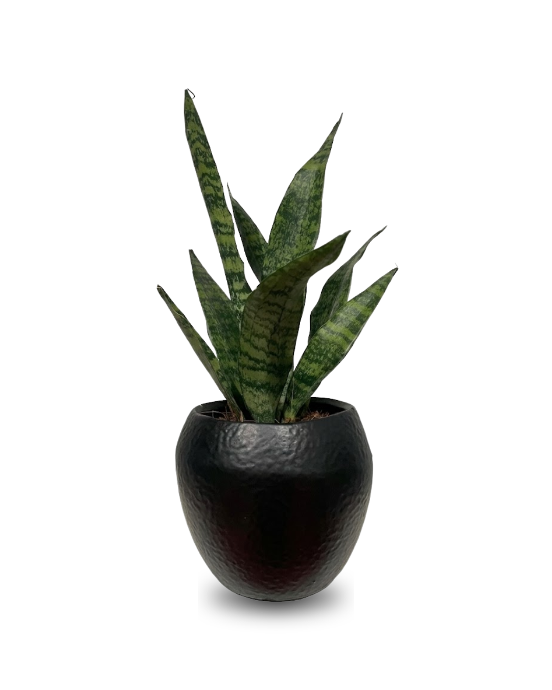 Sansevieria Black Coral