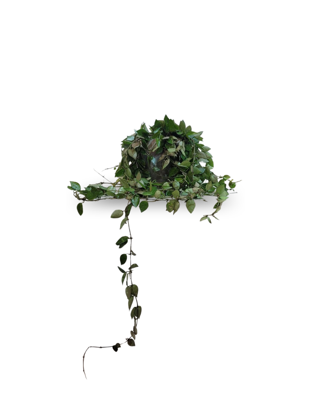 Hoya krohniana