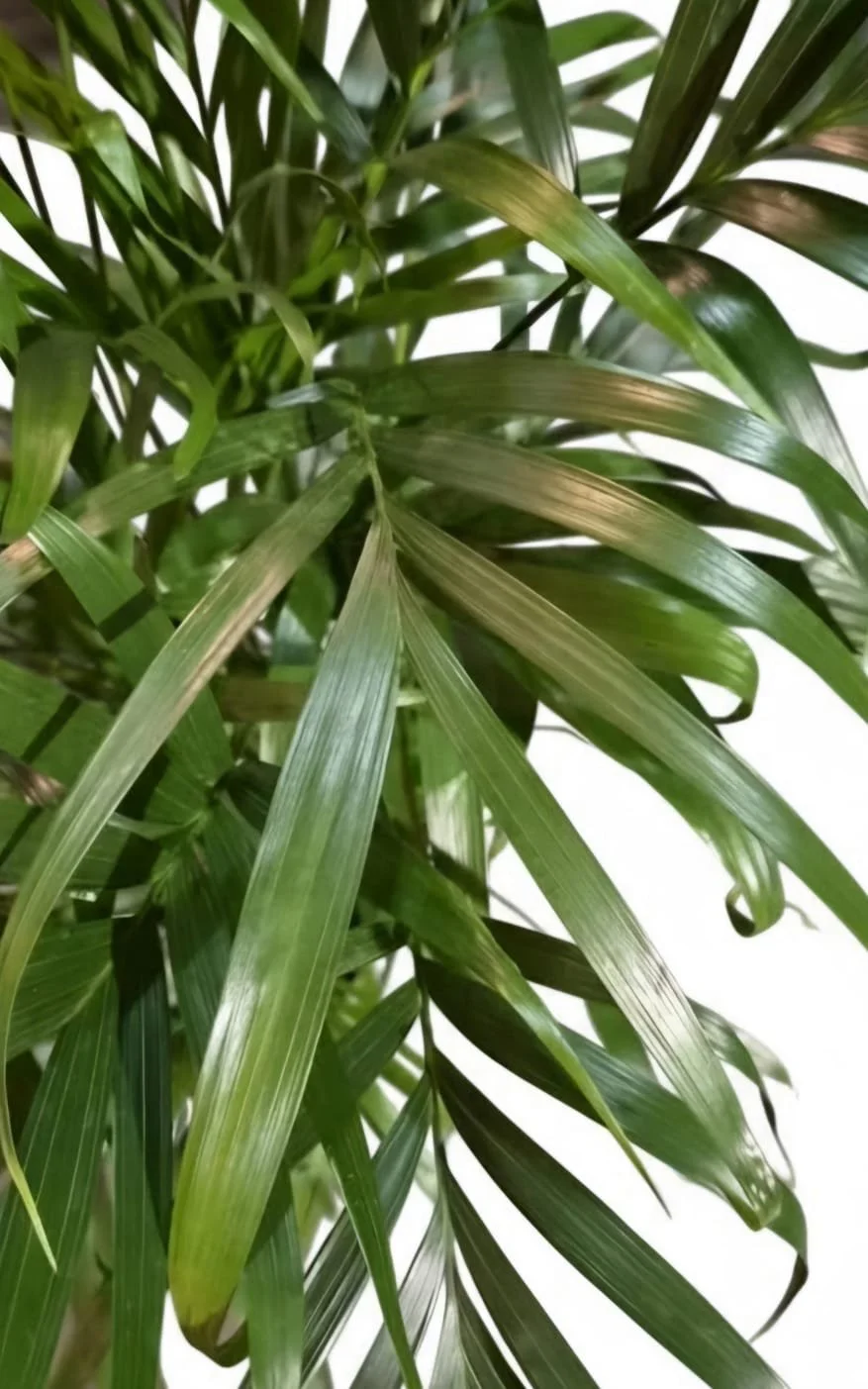 WhatsApp Image 2026-03-17 at 14.57.09.jpeg