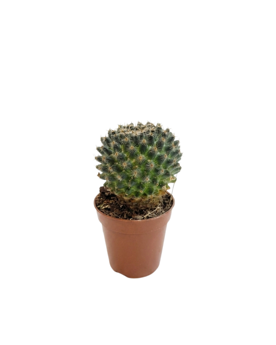 6.png