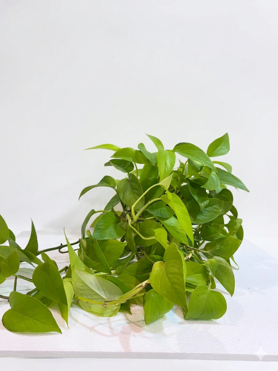 Epipremnum aureum ‘Neon’