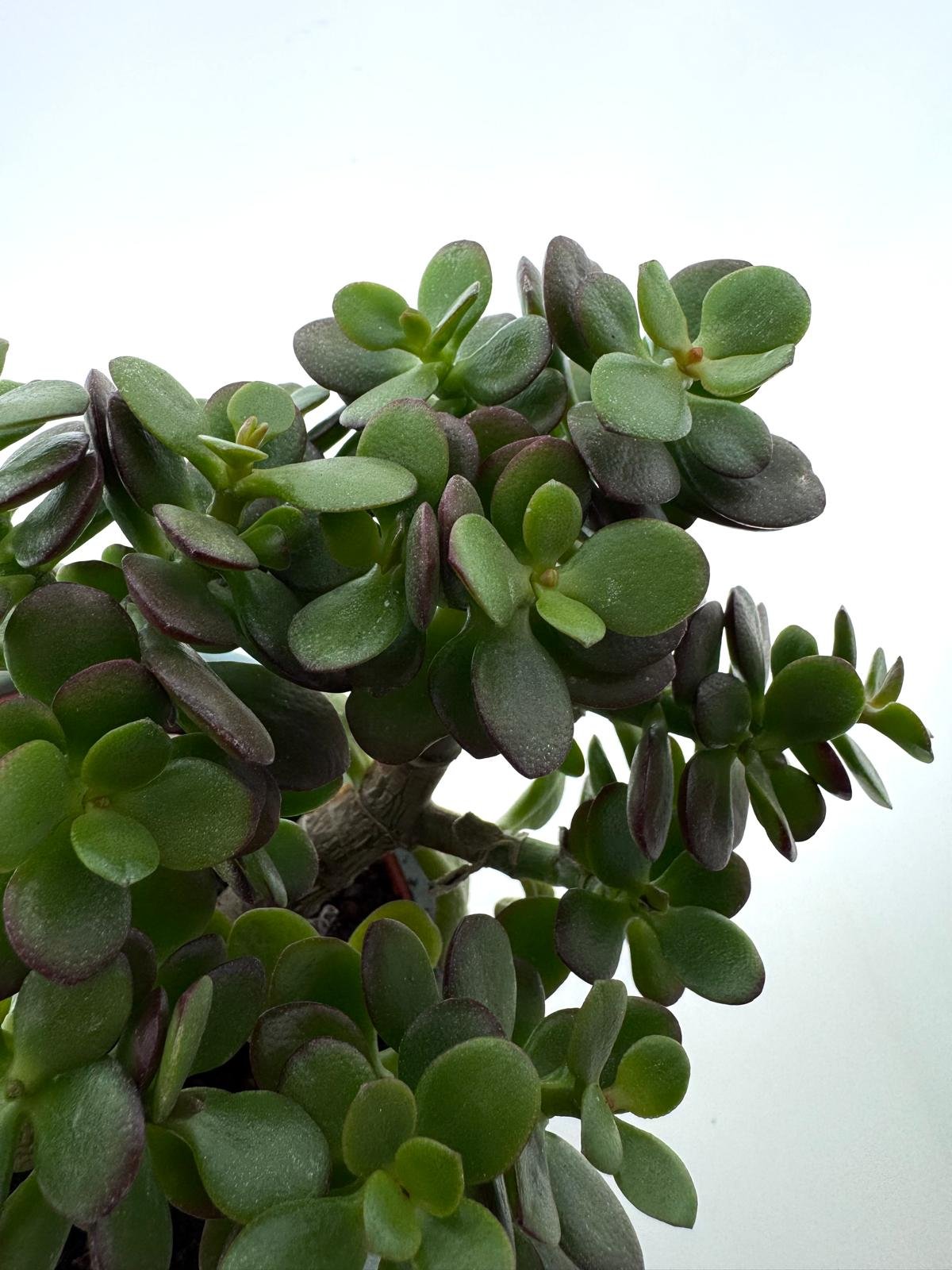 WhatsApp Image 2026-03-10 at 15.18.55 (1).jpeg