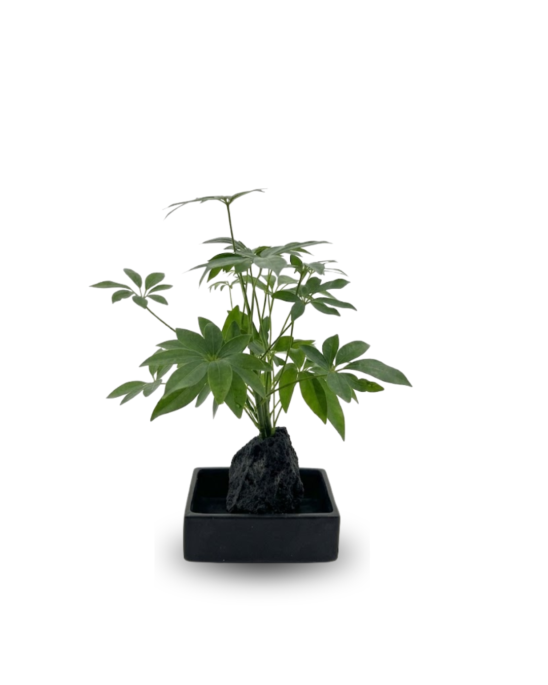Pachira aquatica (pahira) lavas akmens pamatnē
