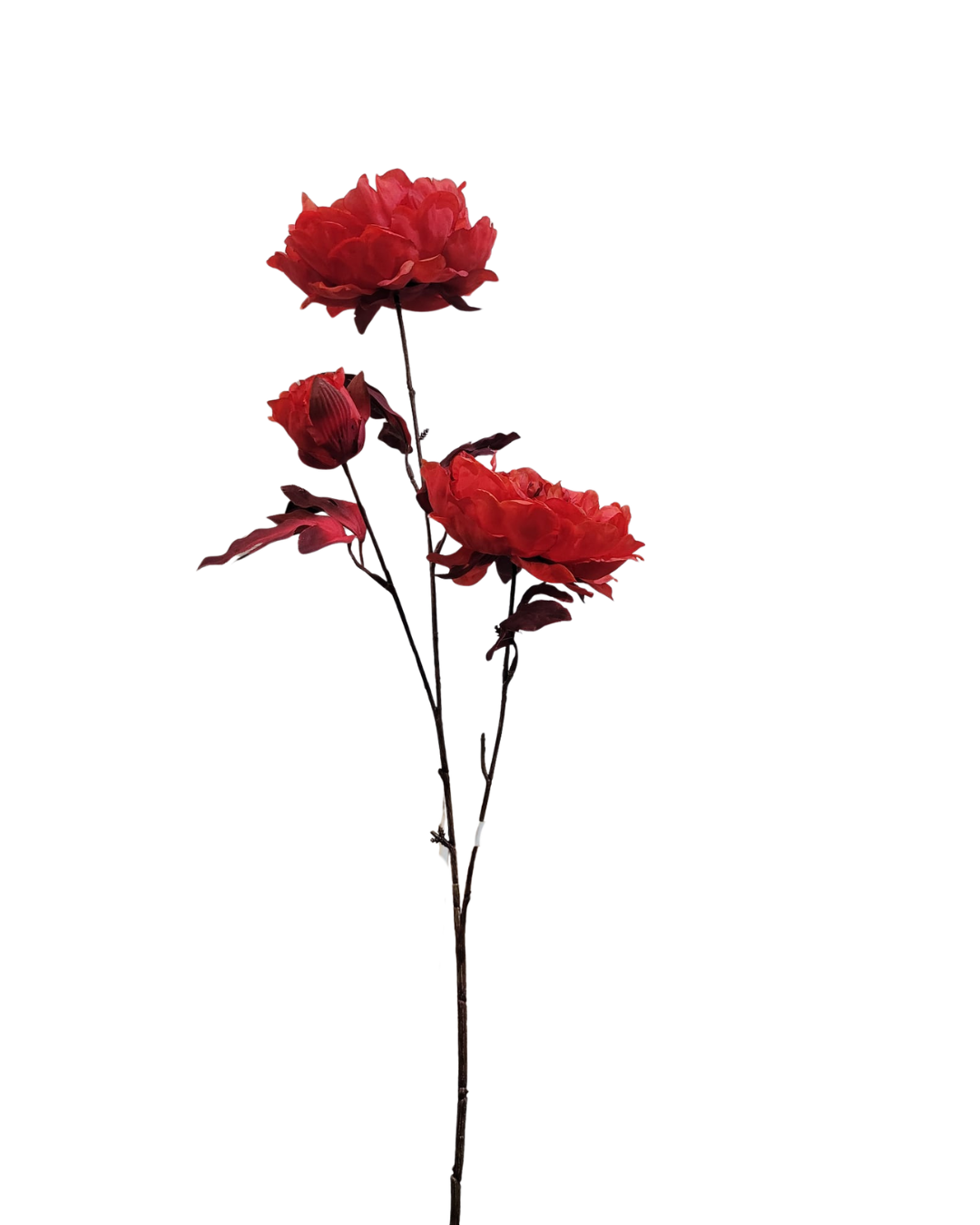 Untitled design - 2026-09-25T175533.703.png