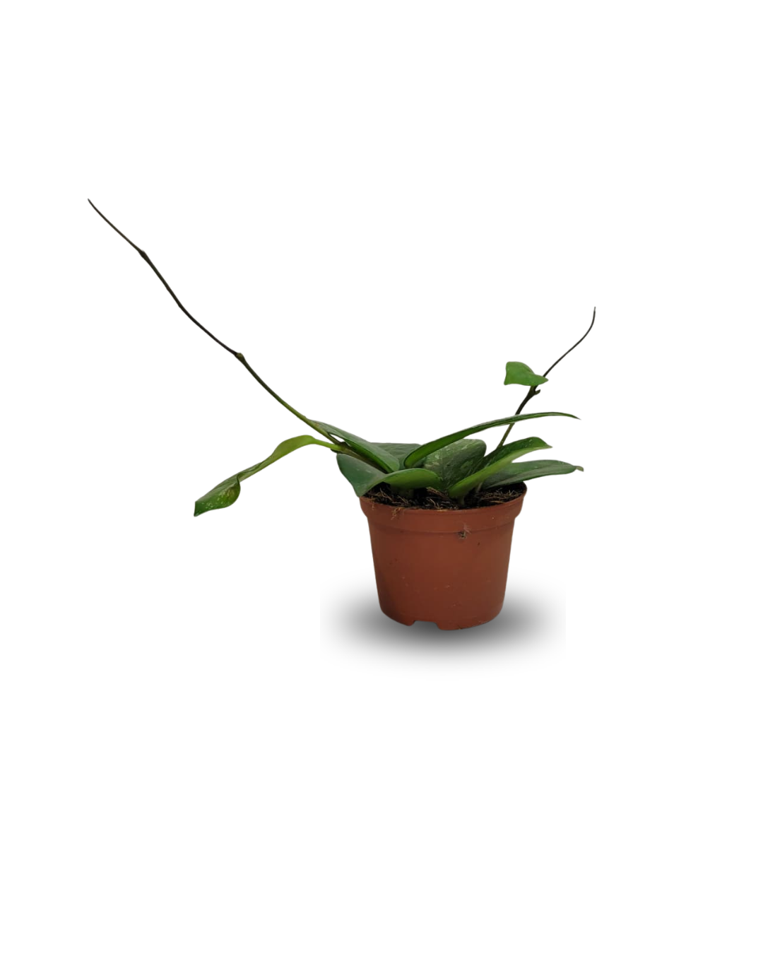 6.png