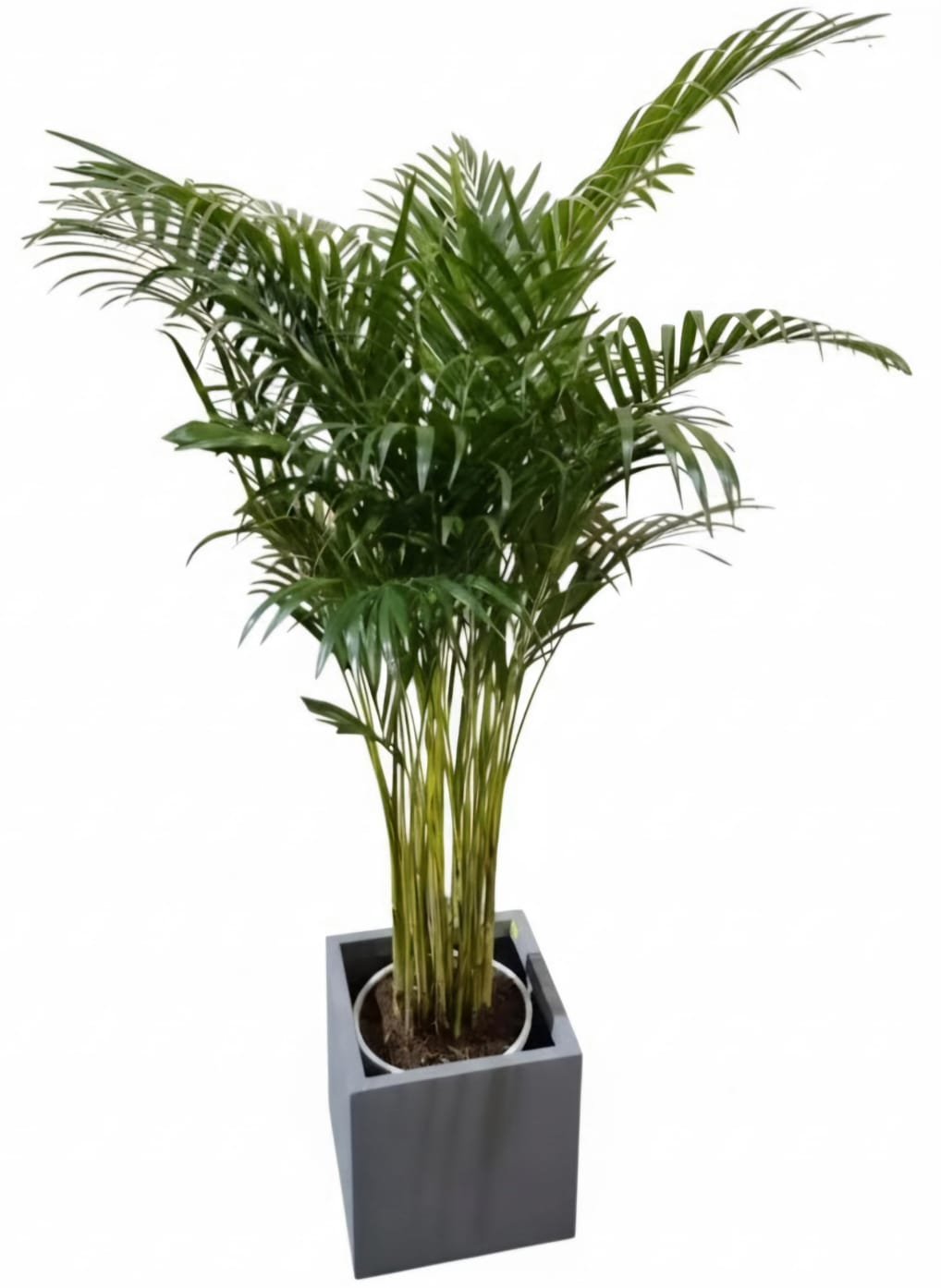 Dypsis