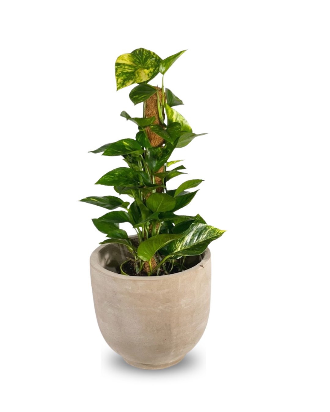 Epipremnum Aureum Golden