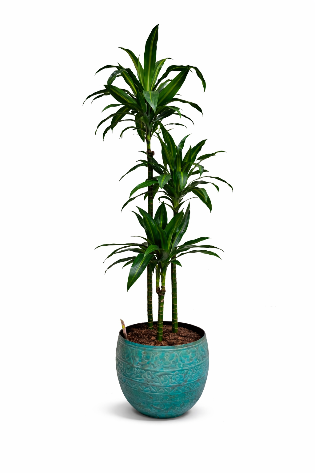 Dracaena mix