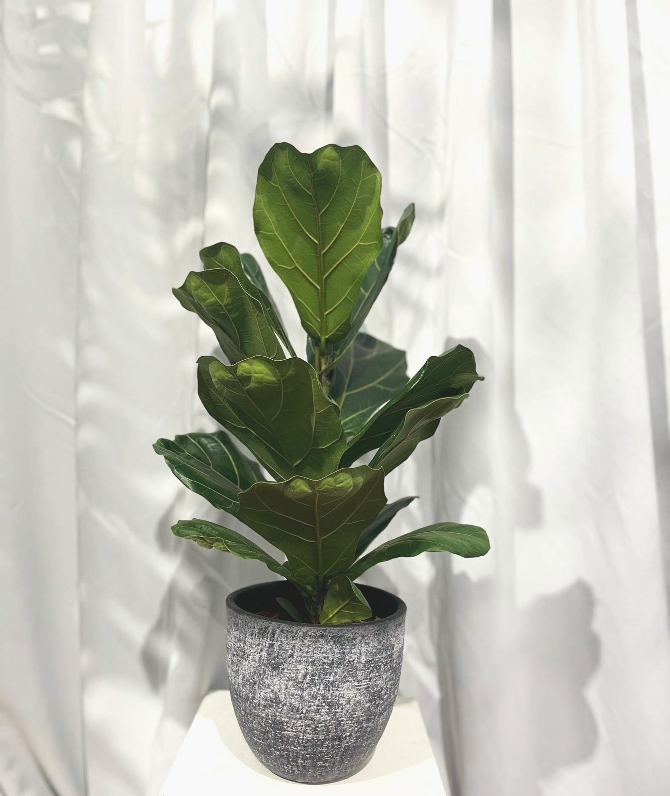 ficus1.jpg