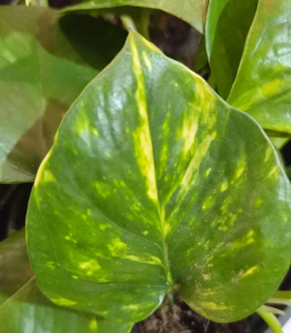 WhatsApp Image 2026-03-17 at 11.46.53 (1).jpeg