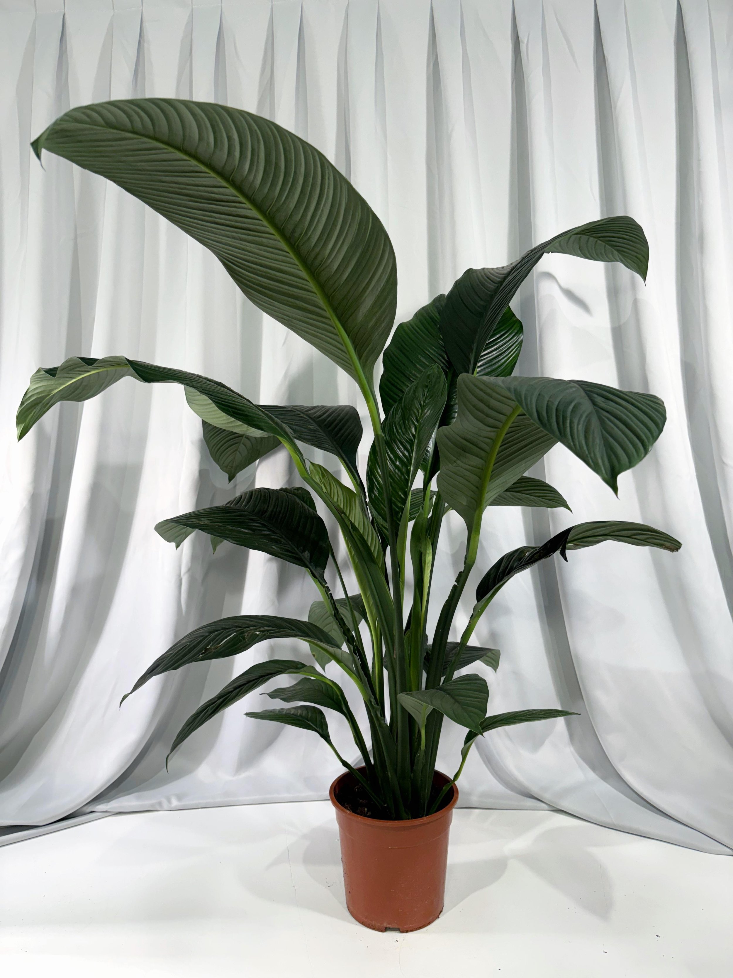 Spathiphyllum 'Sensation' jeb Sievietes Laime – augsts iekštelpu augs ar baltajiem ziediem. Pievienojiet dabisku skaistumu savam interjeram.