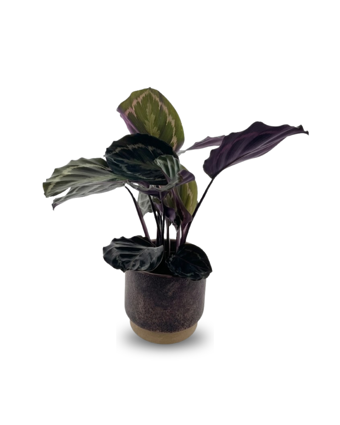 Calathea roseopicta ‘Medallion’