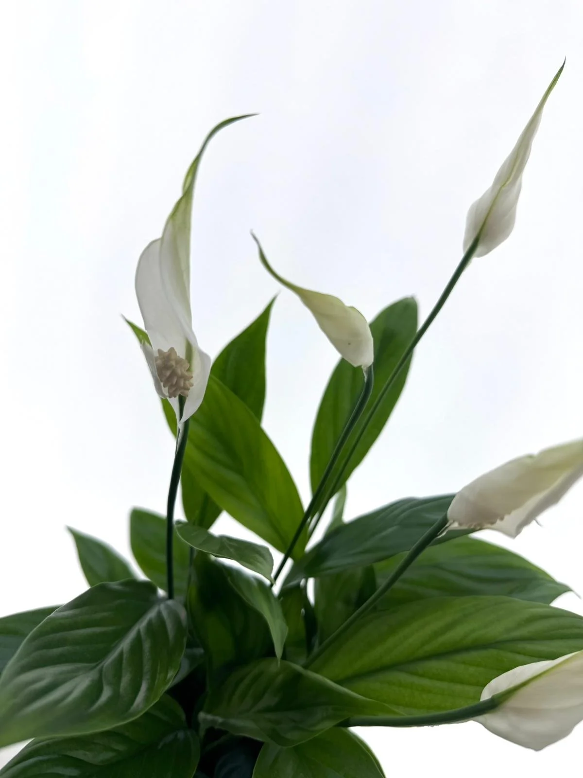 WhatsApp Image 2026-03-25 at 16.26.26.jpeg