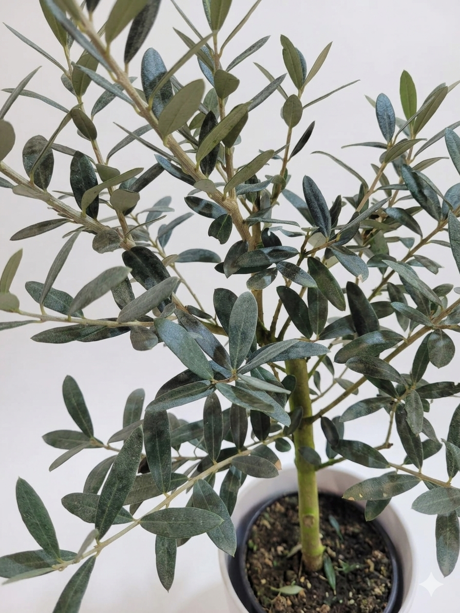 Gemini_Generated_Image_3gz7p33gz7p33gz7 (1).png