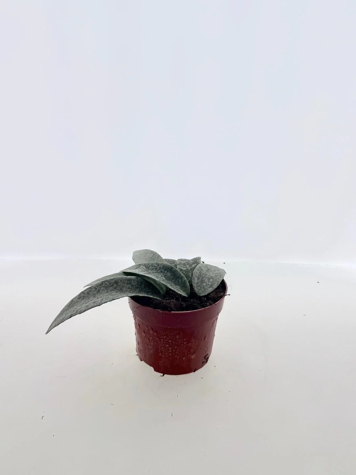 WhatsApp Image 2026-03-11 at 16.24.24 (1).jpeg