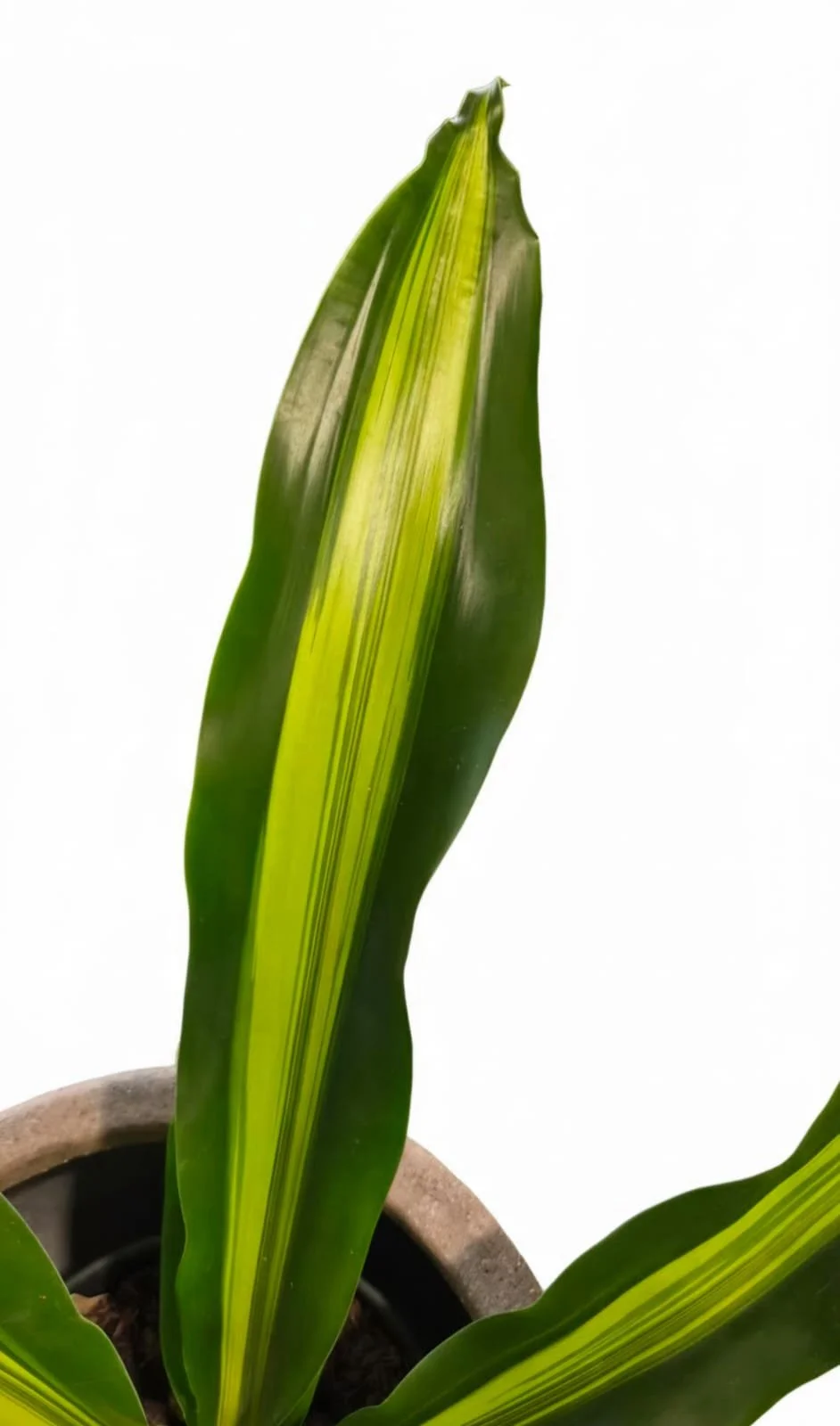 WhatsApp Image 2026-03-17 at 13.13.27 (1).jpeg