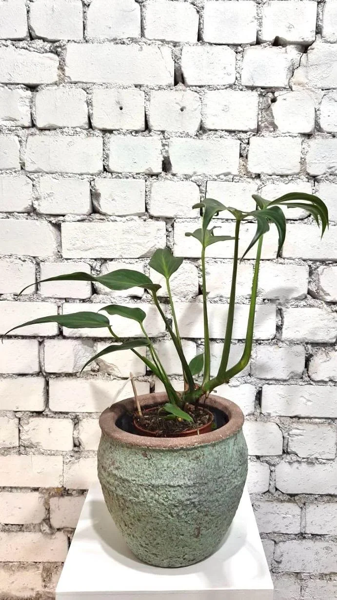 Monstera burle-marxii