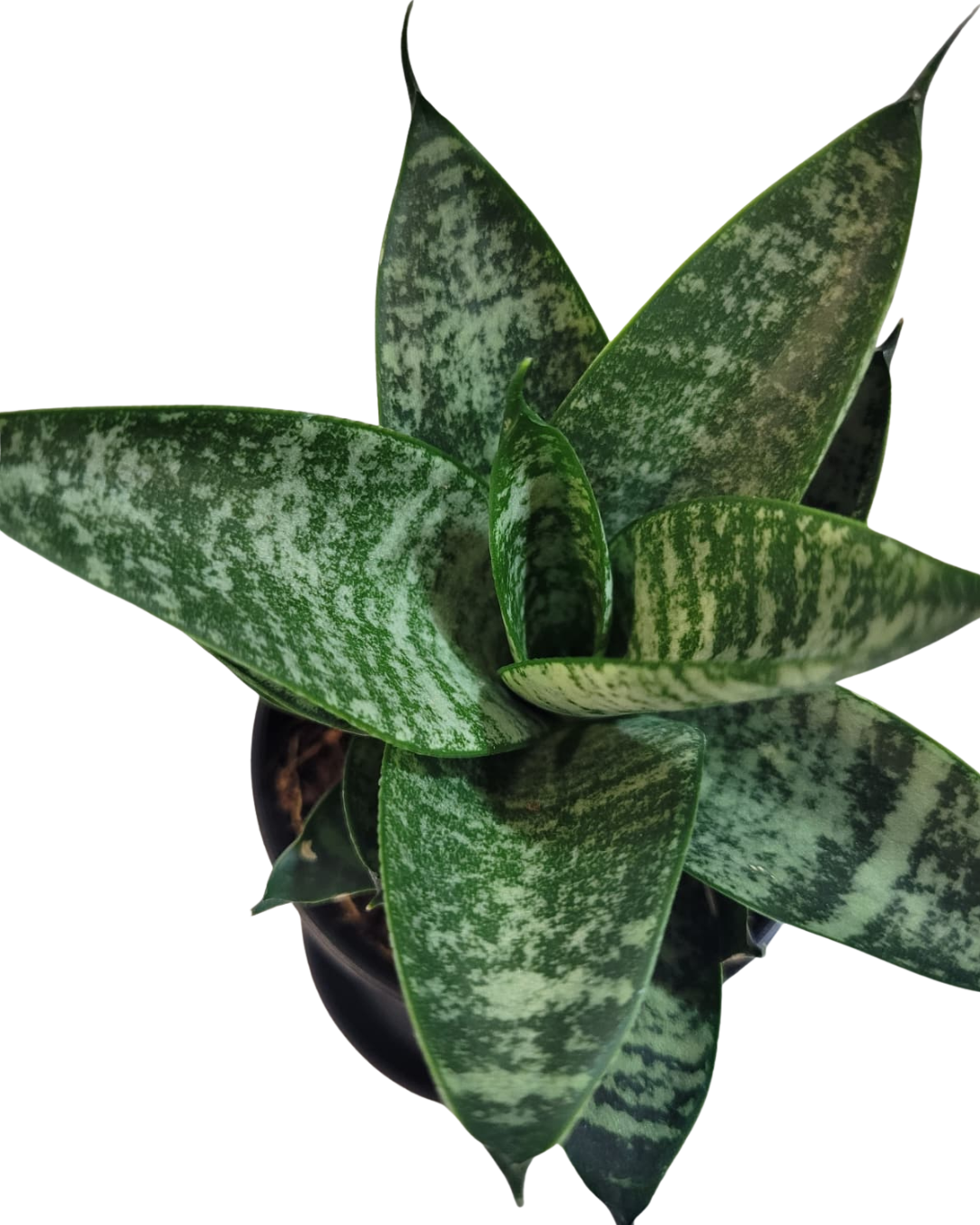 9.png