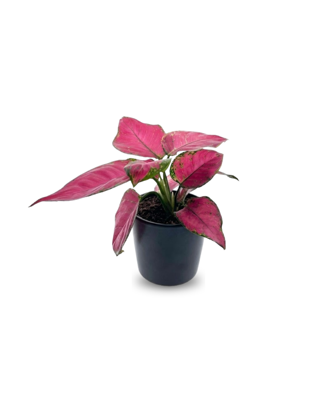 Aglaonema ‘Red Joy’