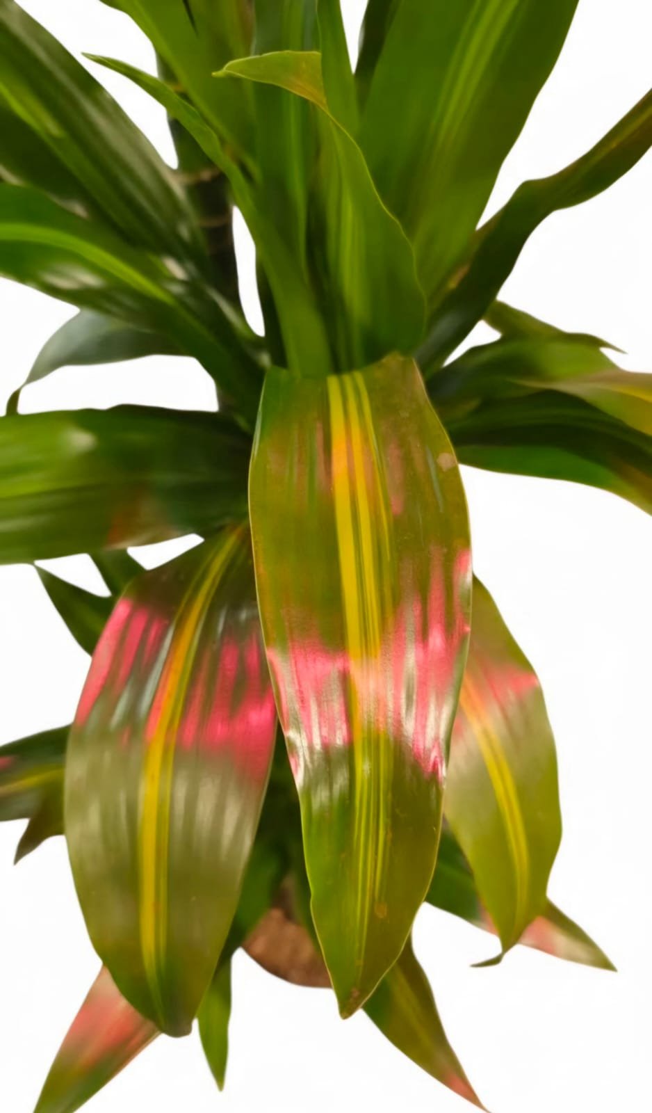 WhatsApp Image 2026-03-17 at 15.53.03 (4).jpeg