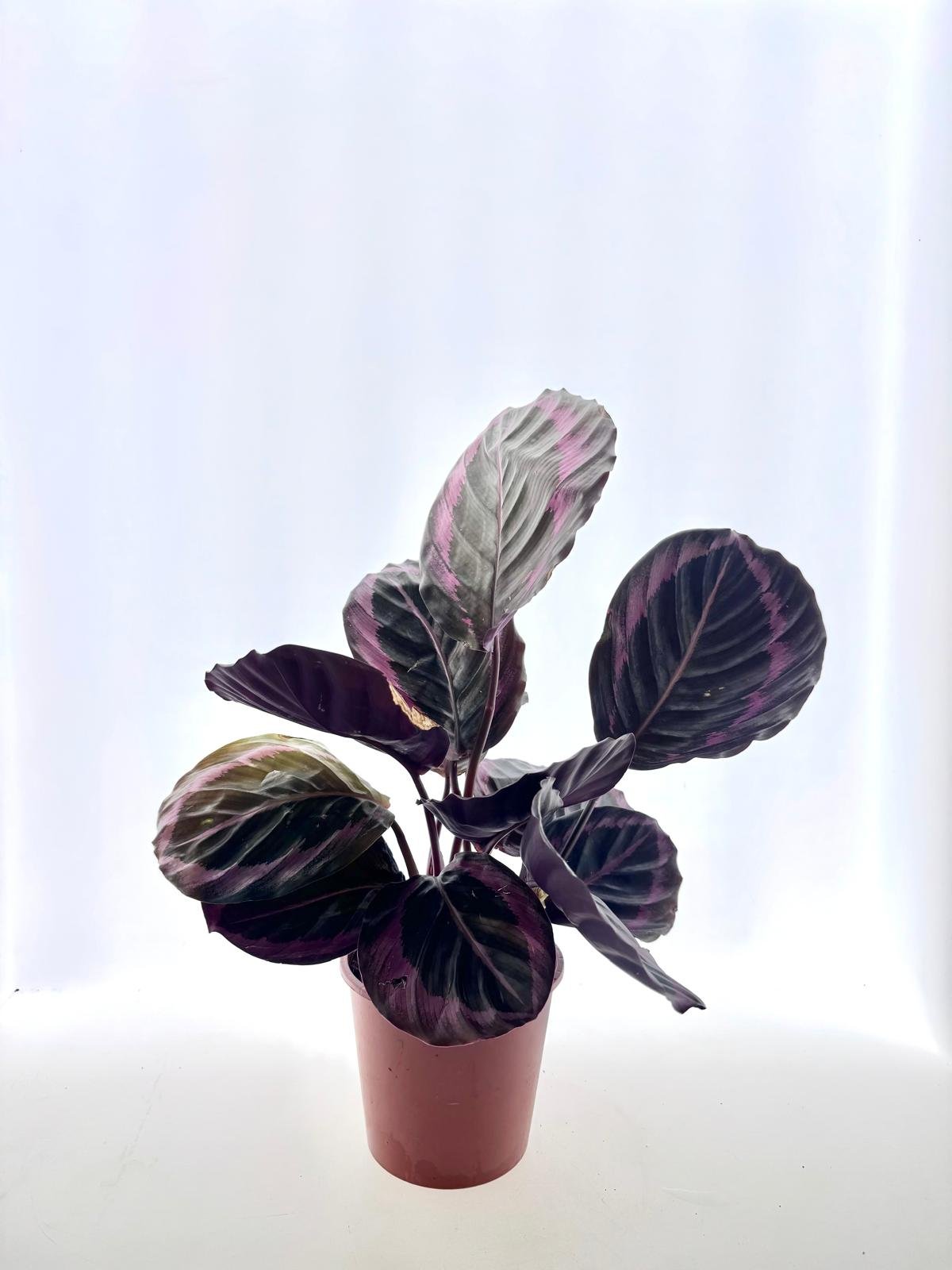 WhatsApp Image 2026-03-13 at 13.37.26 (3).jpeg