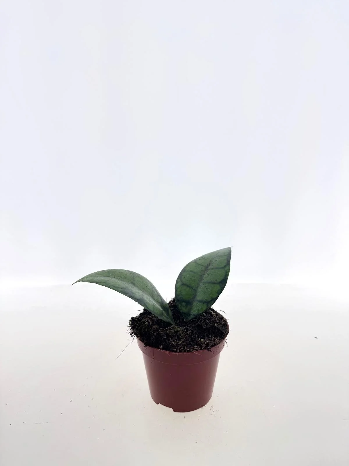 WhatsApp Image 2026-03-25 at 14.33.24 (2).jpeg