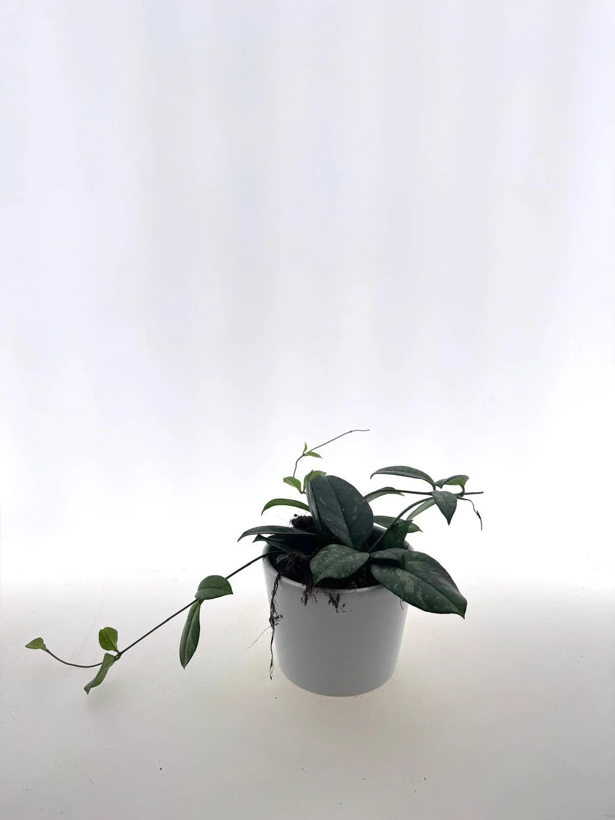 Hoya Parasitica Spla