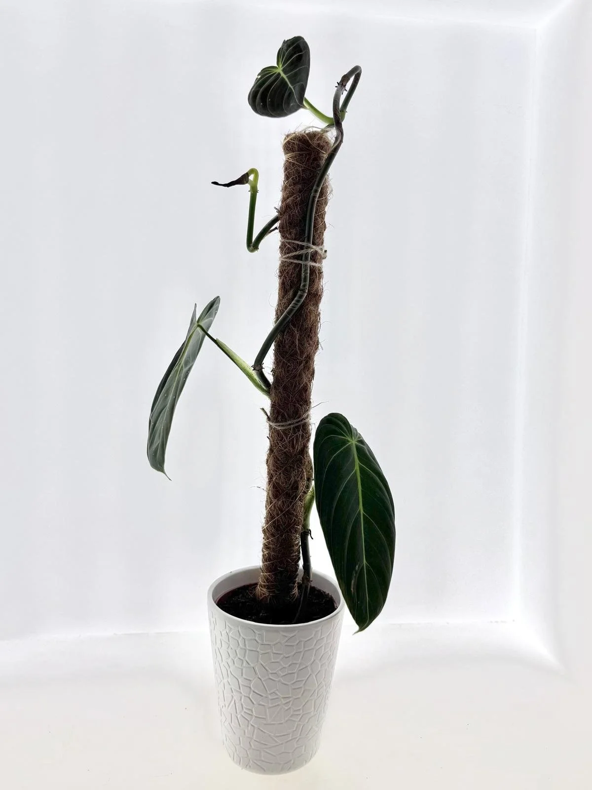 Philodendron Melanochrysum