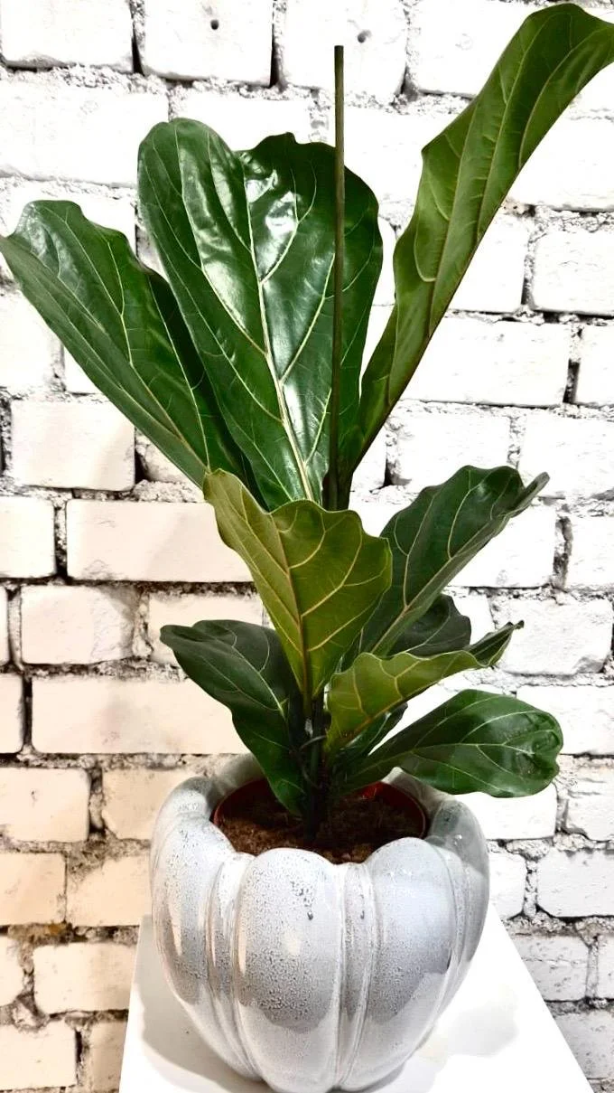 WhatsApp Image 2026-03-13 at 15.47.24 (4).jpeg