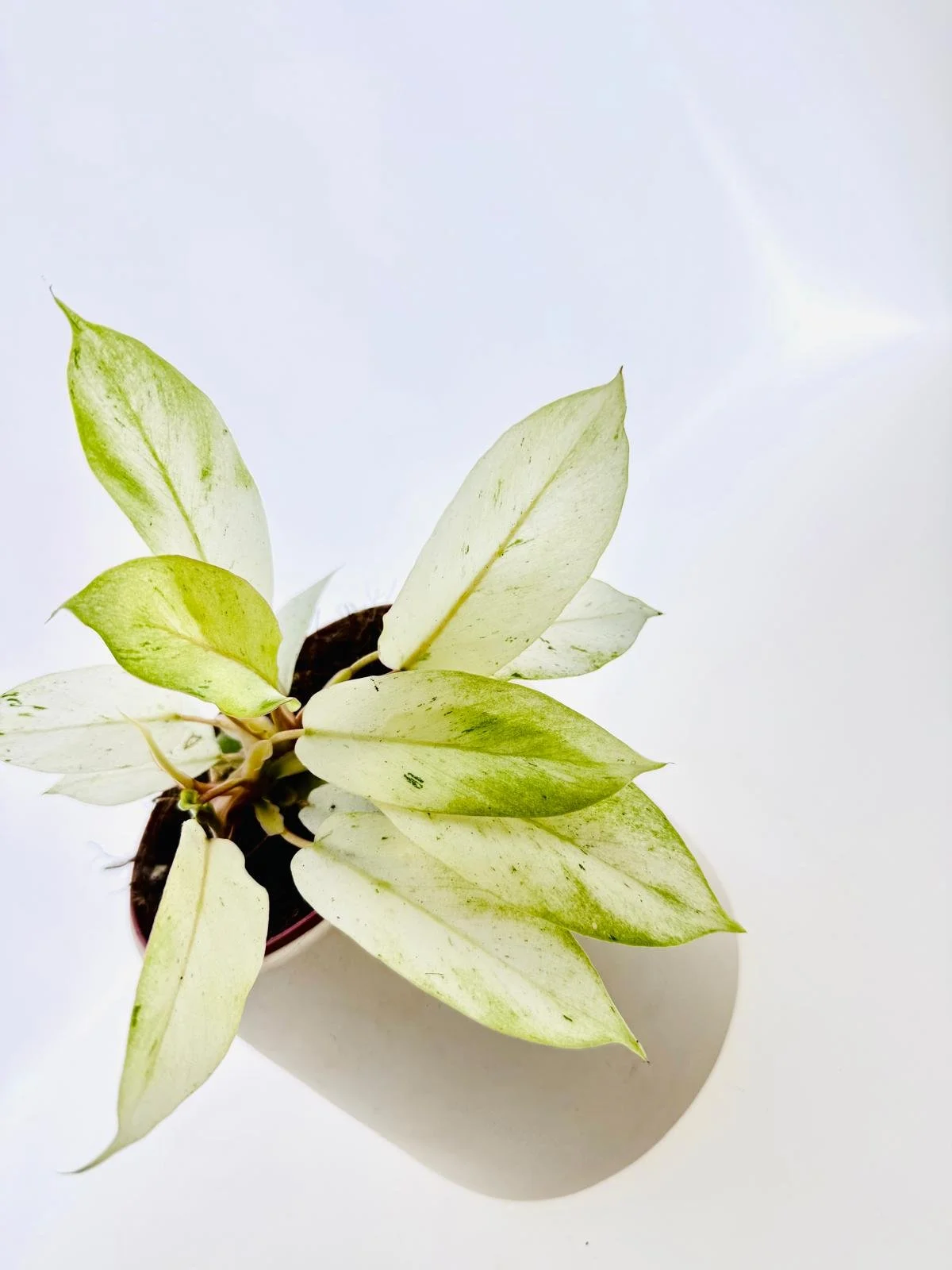 WhatsApp Image 2026-03-12 at 14.51.35 (1).jpeg