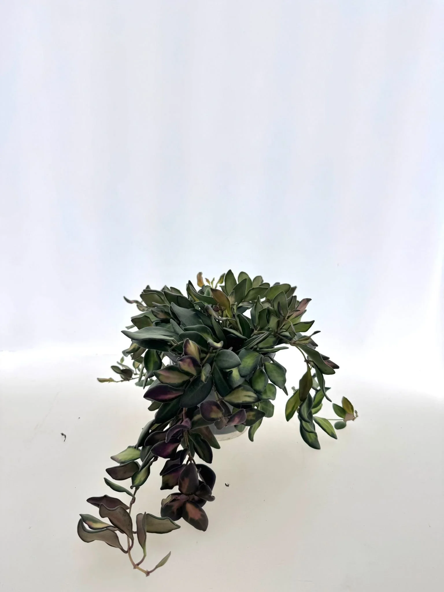 WhatsApp Image 2026-03-12 at 12.19.22.jpeg