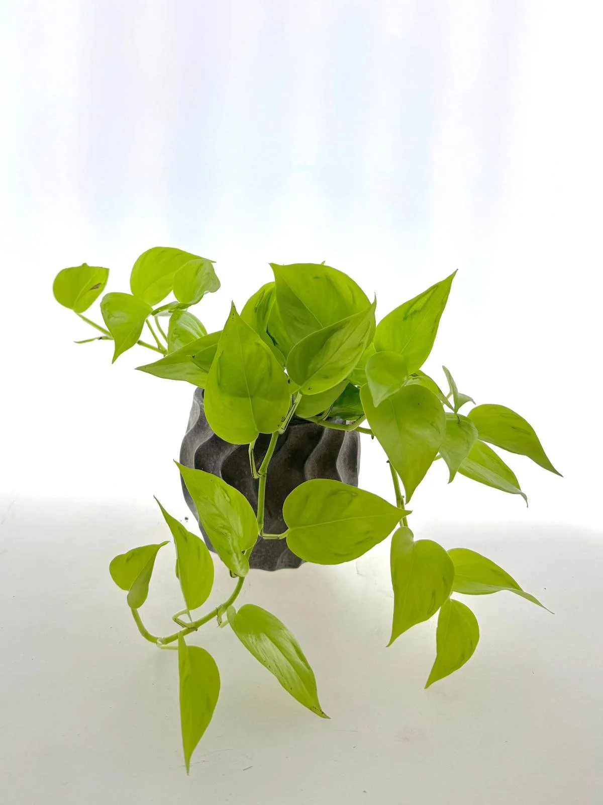 Epipremnum aureum ‘Neon’